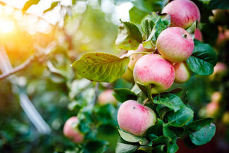 Headerbild (Foto: iStock/druvo)